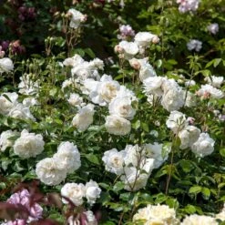 'Tranquillity' Rosa X 'Tranquillity' (Engelsk Rose) A-Kvalitet,- Barrods Roser Min. 3 Grene -Osmoz Naturens Butik p24285 53232 rosa x tranquillity engelsk rose 31ac
