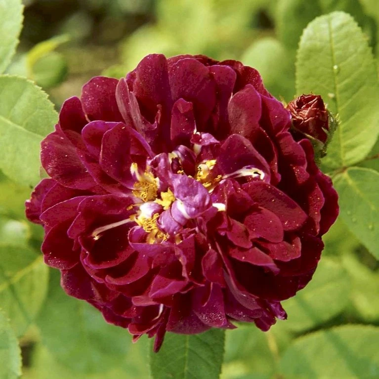 'Tuscany Superb' Rosa Gallica 'Tuscany Superb' (Gallicarosa) A-Kvalitet,- Barrods Roser Min. 3 Grene 3 'Tuscany Superb' Rosa Gallica 'Tuscany Superb' (Gallicarosa) A-Kvalitet,- Barrods Roser Min. 3 Grene