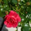 'Twist'™ Rosa X 'Twist'™ (Slyngroser) A-Kvalitet,- Barrods Roser Min. 3 Grene 1 'Twist'™ Rosa X 'Twist'™ (Slyngroser) A-Kvalitet,- Barrods Roser Min. 3 Grene -Osmoz Naturens Butik p24293 52260 rosa x twist slyngroser 7d03