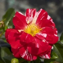 'Twist'™ Rosa X 'Twist'™ (Slyngroser) A-Kvalitet,- Barrods Roser Min. 3 Grene -Osmoz Naturens Butik p24293 52261 rosa x twist slyngroser 6b38