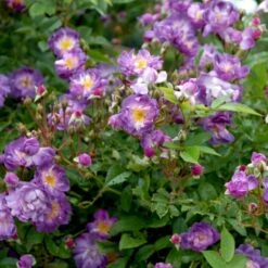 'Veilchenblau' Rosa Multiflora 'Veilchenblau' (Slyngrose) A-Kvalitet,- Barrods Roser Min. 3 Grene