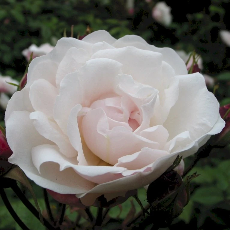 'Venusta Pendula' Rosa Arvensis 'Venusta Pendula' (Slyngrose) A-Kvalitet,- Barrods Roser Min. 3 Grene 3 'Venusta Pendula' Rosa Arvensis 'Venusta Pendula' (Slyngrose) A-Kvalitet,- Barrods Roser Min. 3 Grene