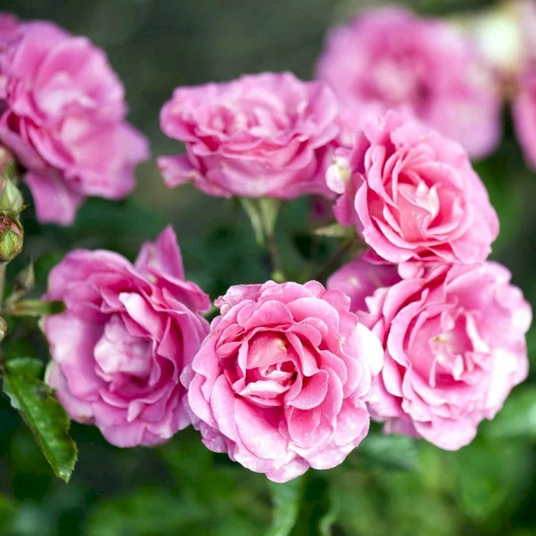 'Violet™ Hit'® Rosa X 'Violet™ Hit'® (Miniaturerose) A-Kvalitet,- Barrods Roser Min. 3 Grene 3 'Violet™ Hit'® Rosa X 'Violet™ Hit'® (Miniaturerose) A-Kvalitet,- Barrods Roser Min. 3 Grene