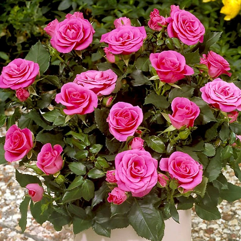 'Violet™ Hit'® Rosa X 'Violet™ Hit'® (Miniaturerose) A-Kvalitet,- Barrods Roser Min. 3 Grene 5 'Violet™ Hit'® Rosa X 'Violet™ Hit'® (Miniaturerose) A-Kvalitet,- Barrods Roser Min. 3 Grene - Billede 3