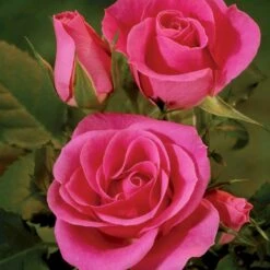 'Violet™ Hit'® Rosa X 'Violet™ Hit'® (Miniaturerose) A-Kvalitet,- Barrods Roser Min. 3 Grene 14 'Violet™ Hit'® Rosa X 'Violet™ Hit'® (Miniaturerose) A-Kvalitet,- Barrods Roser Min. 3 Grene -Osmoz Naturens Butik p24308 52074 rosa x violet hit miniaturerose 8d90