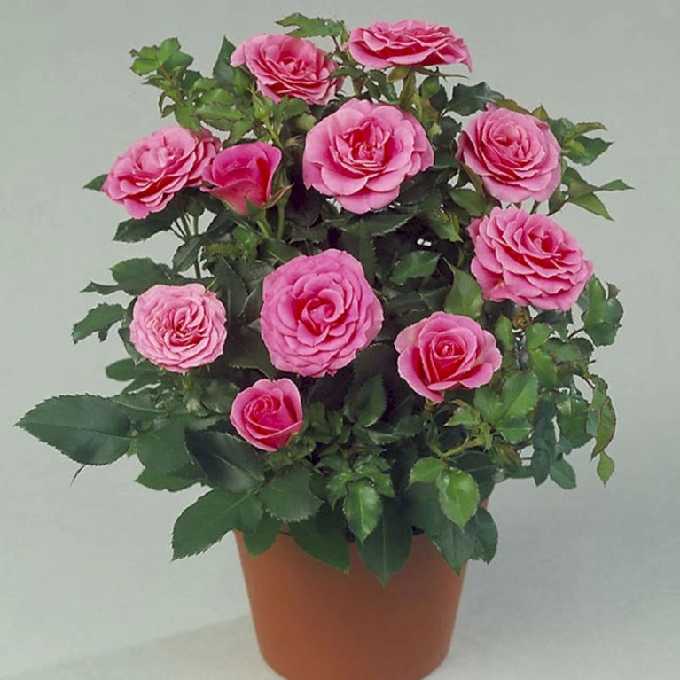 'Violet™ Hit'® Rosa X 'Violet™ Hit'® (Miniaturerose) A-Kvalitet,- Barrods Roser Min. 3 Grene 7 'Violet™ Hit'® Rosa X 'Violet™ Hit'® (Miniaturerose) A-Kvalitet,- Barrods Roser Min. 3 Grene - Billede 5