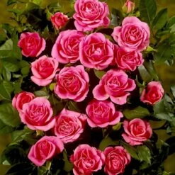 'Violet™ Hit'® Rosa X 'Violet™ Hit'® (Miniaturerose) A-Kvalitet,- Barrods Roser Min. 3 Grene 16 'Violet™ Hit'® Rosa X 'Violet™ Hit'® (Miniaturerose) A-Kvalitet,- Barrods Roser Min. 3 Grene -Osmoz Naturens Butik p24308 52076 rosa x violet hit miniaturerose 8dcd