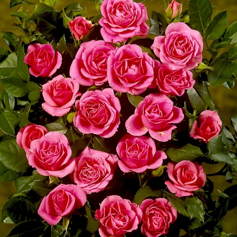 'Violet™ Hit'® Rosa X 'Violet™ Hit'® (Miniaturerose) A-Kvalitet,- Barrods Roser Min. 3 Grene 8 'Violet™ Hit'® Rosa X 'Violet™ Hit'® (Miniaturerose) A-Kvalitet,- Barrods Roser Min. 3 Grene - Billede 6