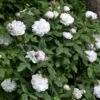 'White Jacques Cartier' Rosa Portlandica 'White Jacques Cartier' (Portlandrose) A-Kvalitet,- Barrods Roser Min. 3 Grene -Osmoz Naturens Butik p24324 52929 rosa portlandica white jacques cartier portlandrose f189