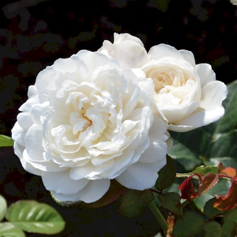 'William And Cathrine'™ Rosa X 'William And Cathrine'™ (Engelsk Rose) A-Kvalitet,- Barrods Roser Min. 3 Grene 3 'William And Cathrine'™ Rosa X 'William And Cathrine'™ (Engelsk Rose) A-Kvalitet,- Barrods Roser Min. 3 Grene