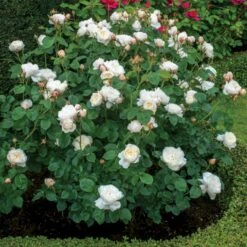 'William And Cathrine'™ Rosa X 'William And Cathrine'™ (Engelsk Rose) A-Kvalitet,- Barrods Roser Min. 3 Grene 14 'William And Cathrine'™ Rosa X 'William And Cathrine'™ (Engelsk Rose) A-Kvalitet,- Barrods Roser Min. 3 Grene -Osmoz Naturens Butik p24337 53244 rosa x william and cathrine engelsk rose 35e0