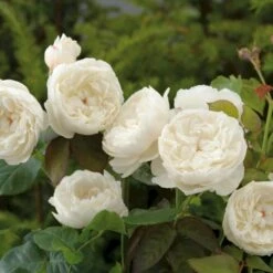 'William And Cathrine'™ Rosa X 'William And Cathrine'™ (Engelsk Rose) A-Kvalitet,- Barrods Roser Min. 3 Grene 16 'William And Cathrine'™ Rosa X 'William And Cathrine'™ (Engelsk Rose) A-Kvalitet,- Barrods Roser Min. 3 Grene -Osmoz Naturens Butik p24337 53246 rosa x william and cathrine engelsk rose c3b3