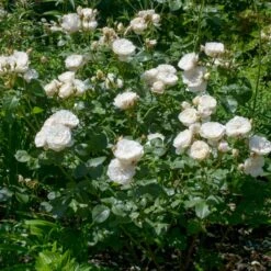'William And Cathrine'™ Rosa X 'William And Cathrine'™ (Engelsk Rose) A-Kvalitet,- Barrods Roser Min. 3 Grene 17 'William And Cathrine'™ Rosa X 'William And Cathrine'™ (Engelsk Rose) A-Kvalitet,- Barrods Roser Min. 3 Grene -Osmoz Naturens Butik p24337 53247 rosa x william and cathrine engelsk rose a6c3