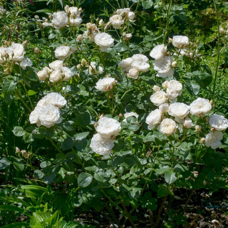 'William And Cathrine'™ Rosa X 'William And Cathrine'™ (Engelsk Rose) A-Kvalitet,- Barrods Roser Min. 3 Grene 9 'William And Cathrine'™ Rosa X 'William And Cathrine'™ (Engelsk Rose) A-Kvalitet,- Barrods Roser Min. 3 Grene - Billede 7