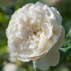 'William And Cathrine'™ Rosa X 'William And Cathrine'™ (Engelsk Rose) A-Kvalitet,- Barrods Roser Min. 3 Grene 18 'William And Cathrine'™ Rosa X 'William And Cathrine'™ (Engelsk Rose) A-Kvalitet,- Barrods Roser Min. 3 Grene -Osmoz Naturens Butik p24337 53248 rosa x william and cathrine engelsk rose ff45