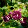 'William Lobb' Rosa Centifolia Muscosa 'William Lobb' (Mosrose) A-Kvalitet,- Barrods Roser Min. 3 Grene -Osmoz Naturens Butik p24340 52934 rosa centifolia muscosa william lobb mosrose 9e4b