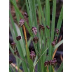 Hjertegræs Briza Media 1 Liter Potte