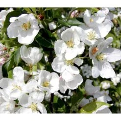 Paradisæble 'Braendkjær' Malus Hybrid 'Braendkjær' Heister 175-200 Cm. Med Potte -Osmoz Naturens Butik p2492 36646 malus hybrid braendkjaer 61e3