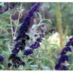 Sommerfuglebusk 'Empire Blue' Buddleja Davidii 'Empire Blue' Potte 2,0 Liter,- 30-40 Cm. -Osmoz Naturens Butik p249 36405 buddleja davidii empire blue fd81