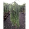 Hængende Japansk Lærk 'Stiff Weeping' Larix Kaempferi 'Stiff Weeping' Opstammet,- Potte 12 Liter,- 150 Cm. Stamme