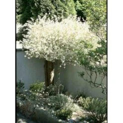 Broget Japansk Pil Salix Integra 'Hakuro Nishiki' Opstammet 60 Cm. Med Potte 12 Broget Japansk Pil Salix Integra 'Hakuro Nishiki' Opstammet 60 Cm. Med Potte -Osmoz Naturens Butik p2505 1922 salix integra hakuro nishiki b2ab