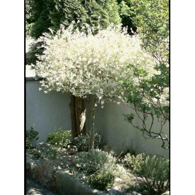 Broget Japansk Pil Salix Integra 'Hakuro Nishiki' Opstammet 60 Cm. Med Potte 5 Broget Japansk Pil Salix Integra 'Hakuro Nishiki' Opstammet 60 Cm. Med Potte - Billede 4
