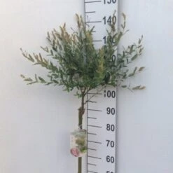 Broget Japansk Pil Salix Integra 'Hakuro Nishiki' Opstammet 60 Cm. Med Potte 11 Broget Japansk Pil Salix Integra 'Hakuro Nishiki' Opstammet 60 Cm. Med Potte -Osmoz Naturens Butik p2505 33817 salix integra hakuro nishiki 0f82