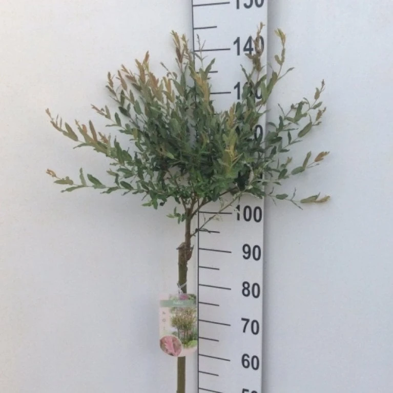 Broget Japansk Pil Salix Integra 'Hakuro Nishiki' Opstammet 60 Cm. Med Potte 4 Broget Japansk Pil Salix Integra 'Hakuro Nishiki' Opstammet 60 Cm. Med Potte - Billede 3