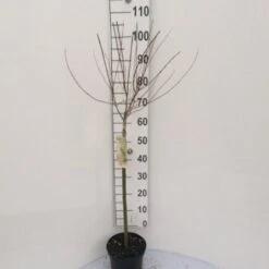 Broget Japansk Pil Salix Integra 'Hakuro Nishiki' Opstammet 60 Cm. Med Potte