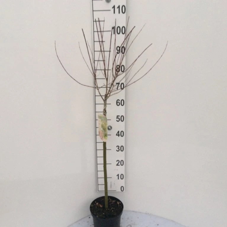 Broget Japansk Pil Salix Integra 'Hakuro Nishiki' Opstammet 60 Cm. Med Potte 2 Broget Japansk Pil Salix Integra 'Hakuro Nishiki' Opstammet 60 Cm. Med Potte