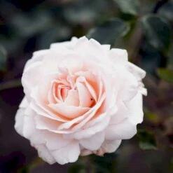 'Penny Lane' Rosa X 'Penny Lane' (Slyngrose) A-Kvalitet,- Barrods Roser Min. 3 Grene -Osmoz Naturens Butik p2508 52496 rosa x penny lane slyngrose e128