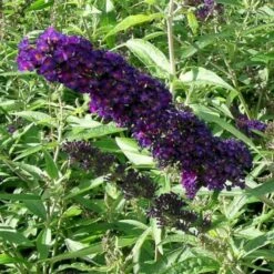 Sommerfuglebusk 'Black Knight' Buddleja Davidii 'Black Knight' Potte 6,5 Liter 50-60 Cm. -Osmoz Naturens Butik p250 47307 buddleja davidii black knight 5405