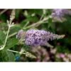 Sommerfuglebusk 'Lochinch' Buddleja Davidii 'Lochinch' 3,5 Liter Potte 1 Sommerfuglebusk 'Lochinch' Buddleja Davidii 'Lochinch' 3,5 Liter Potte -Osmoz Naturens Butik p252 221 buddleia davidii lochinch e199