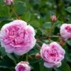 'Dronningen Af Danmark' Rosa Alba 'Dronningen Af Danmark' (Albarose) A-Kvalitet,- Barrods Roser Min. 3 Grene -Osmoz Naturens Butik p2530 52359 rosa alba dronningen af danmark albarose 6a36