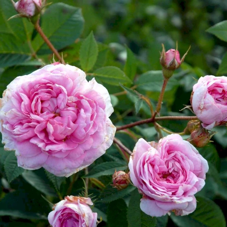 'Dronningen Af Danmark' Rosa Alba 'Dronningen Af Danmark' (Albarose) A-Kvalitet,- Barrods Roser Min. 3 Grene 3 'Dronningen Af Danmark' Rosa Alba 'Dronningen Af Danmark' (Albarose) A-Kvalitet,- Barrods Roser Min. 3 Grene