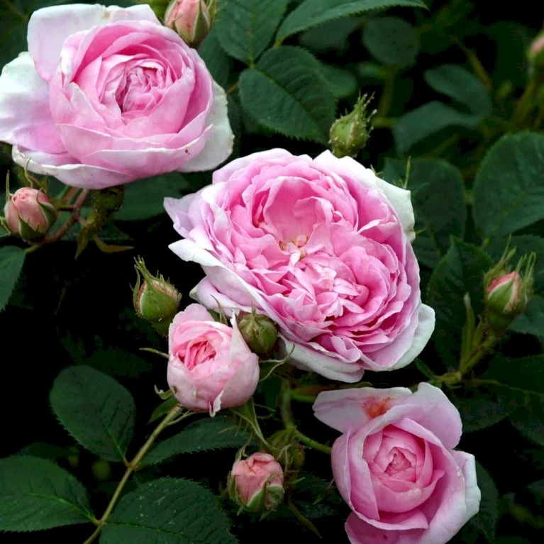 'Dronningen Af Danmark' Rosa Alba 'Dronningen Af Danmark' (Albarose) A-Kvalitet,- Barrods Roser Min. 3 Grene 5 'Dronningen Af Danmark' Rosa Alba 'Dronningen Af Danmark' (Albarose) A-Kvalitet,- Barrods Roser Min. 3 Grene - Billede 3