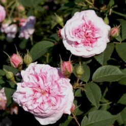 'Dronningen Af Danmark' Rosa Alba 'Dronningen Af Danmark' (Albarose) A-Kvalitet,- Barrods Roser Min. 3 Grene 12 'Dronningen Af Danmark' Rosa Alba 'Dronningen Af Danmark' (Albarose) A-Kvalitet,- Barrods Roser Min. 3 Grene -Osmoz Naturens Butik p2530 52361 rosa alba dronningen af danmark albarose 8891