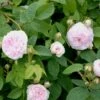 'Félicité Parmentier' Rosa Alba 'Félicité Parmentier' (Albarose) A-Kvalitet,- Barrods Roser Min. 3 Grene -Osmoz Naturens Butik p2531 52370 rosa alba felicite parmentier albarose 675c