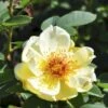 'Aicha' Rosa Pimpinellifolia 'Aicha' (Klitrose) A-Kvalitet,- Barrods Roser Min. 3 Grene -Osmoz Naturens Butik p2532 52288 rosa pimpinellifolia aicha buskrose 2a9b