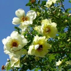 'Aicha' Rosa Pimpinellifolia 'Aicha' (Klitrose) A-Kvalitet,- Barrods Roser Min. 3 Grene -Osmoz Naturens Butik p2532 52290 rosa pimpinellifolia aicha buskrose ce3c