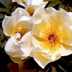 'Aicha' Rosa Pimpinellifolia 'Aicha' (Klitrose) A-Kvalitet,- Barrods Roser Min. 3 Grene -Osmoz Naturens Butik p2532 52291 rosa pimpinellifolia aicha buskrose fc06