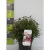 Spiræa 'Shirobana' Spiraea Japonica 'Shirobana' Potte 4,0 Liter,- 30-40 Cm. -Osmoz Naturens Butik p2535 41930 spiraea japonica shirobana 9fba