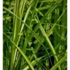Stiv Star Carex Elata 1 Liter Potte
