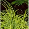Star 'Bowles Golden' Carex Elata 'Bowles Golden' 1 Liter Potte -Osmoz Naturens Butik p25445 38065 carex elata bowles golden 9b90