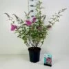 Sommerfuglebusk 'Pink Delight' Buddleja Davidii 'Pink Delight' Potte 6,5 Liter 50-60 Cm. -Osmoz Naturens Butik p255 42314 buddleia davidii pink delight 93a1