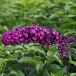 Sommerfuglebusk 'Royal Red' Buddleja Davidii 'Royal Red' Potte 2 Liter. -Osmoz Naturens Butik p256 47308 buddleja davidii royal red 5506