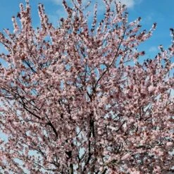 Blodblomme Prunus Cerasifera 'Nigra' Opstammet 160 Cm.- 15 Liter Potte -Osmoz Naturens Butik p2584 52377 prunus cerasifera nigra 690b