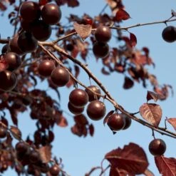 Blodblomme Prunus Cerasifera 'Nigra' Opstammet 160 Cm.- 15 Liter Potte -Osmoz Naturens Butik p2584 52378 prunus cerasifera nigra 7516