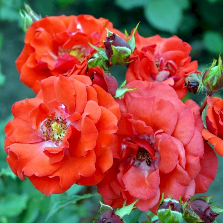 'Allotria'® Rosa X 'Allotria'® (Buketrose) A-Kvalitet,- Barrods Roser Min. 3 Grene 3 'Allotria'® Rosa X 'Allotria'® (Buketrose) A-Kvalitet,- Barrods Roser Min. 3 Grene