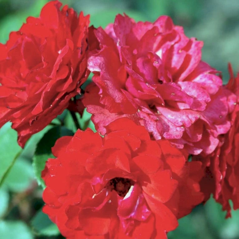 'Allotria'® Rosa X 'Allotria'® (Buketrose) A-Kvalitet,- Barrods Roser Min. 3 Grene 5 'Allotria'® Rosa X 'Allotria'® (Buketrose) A-Kvalitet,- Barrods Roser Min. 3 Grene - Billede 3